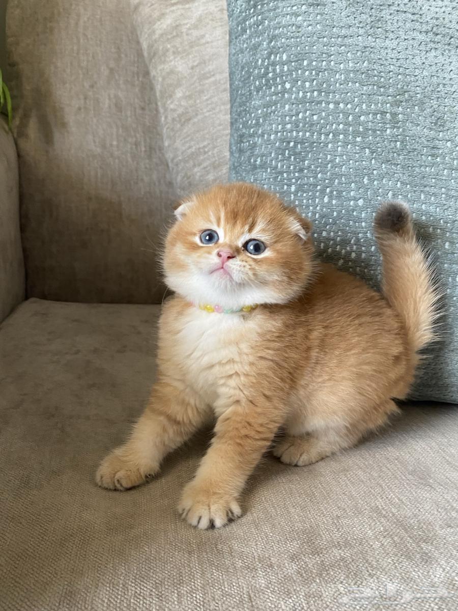 قطط للبيع سكوتش64557810225283112