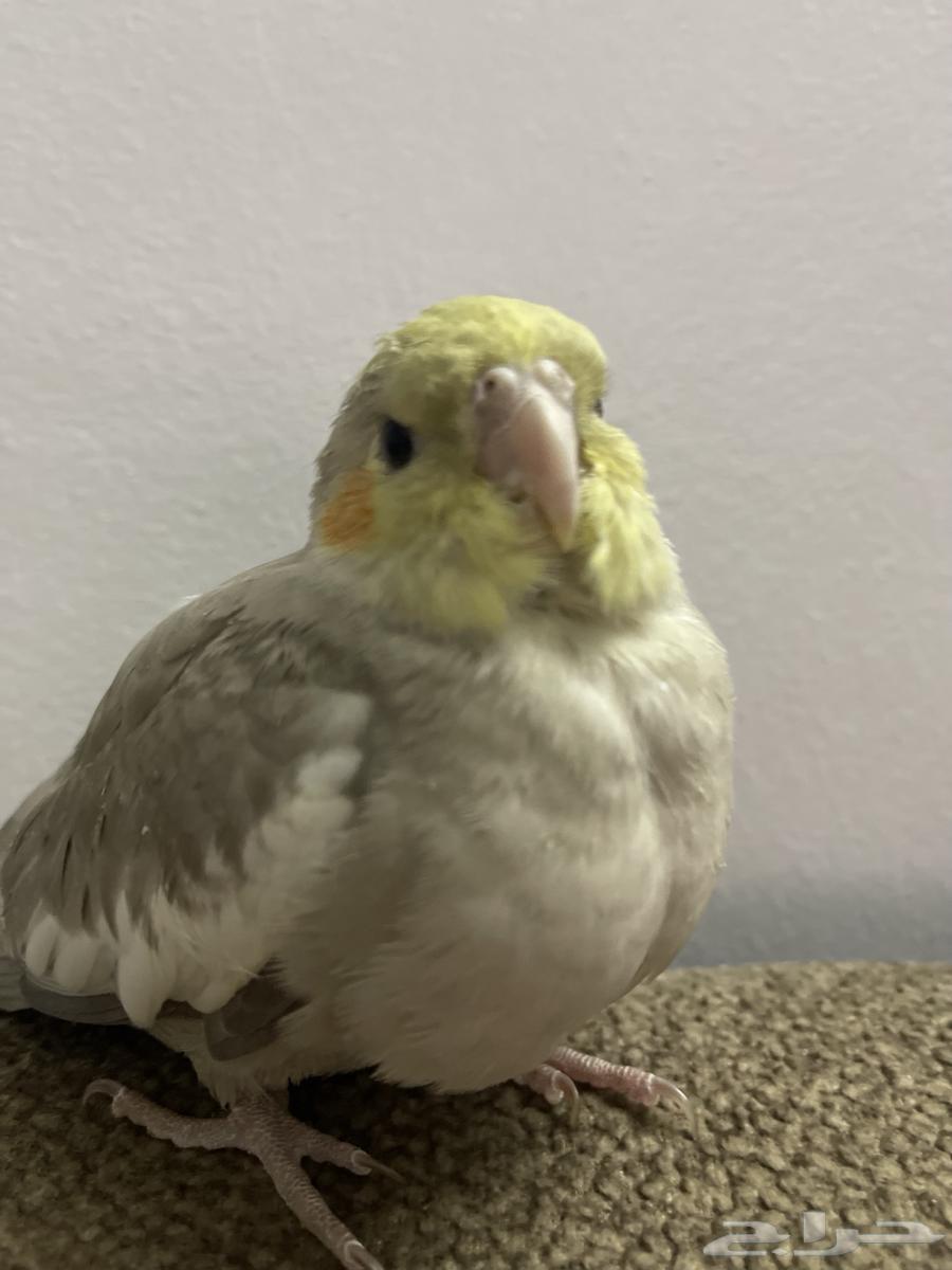 Crowan64572480925315111