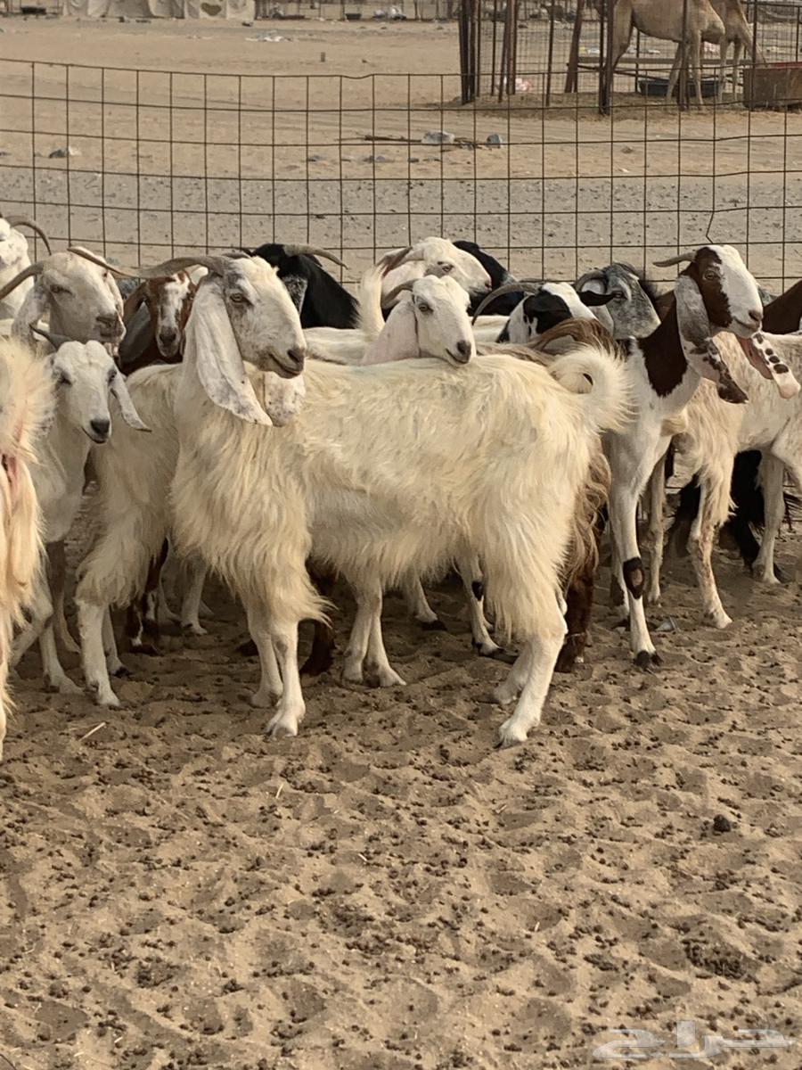 للبيع غنم حريات معزا مصريات( تم البيع64554662597505113
