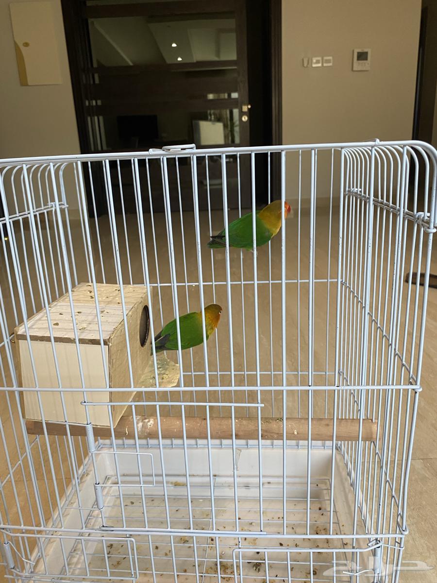 طيور فيشر جوز مغردة ونظيفة مع القفص وبياضه64557113216386110