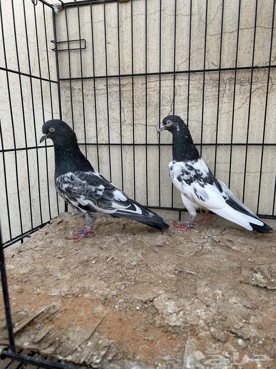 حمام باكستاني تم البيع64560150573058111