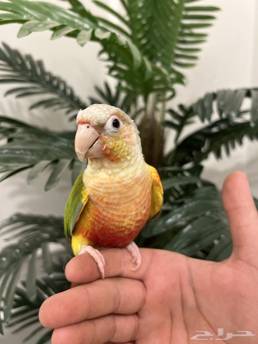 كنيور اناناس رد فاكتور هدد نشبه متكلم بطلاقة جريئ64559463750273110