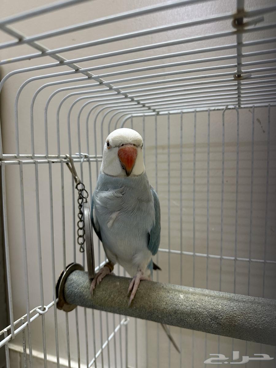 دره كلير هيد كلير تيل متكلم64559421686529112