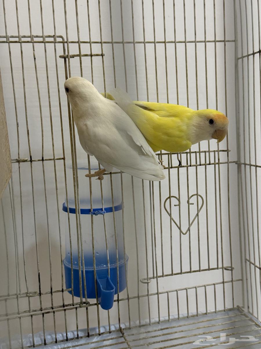 طيور روز انتاج64553766007425110