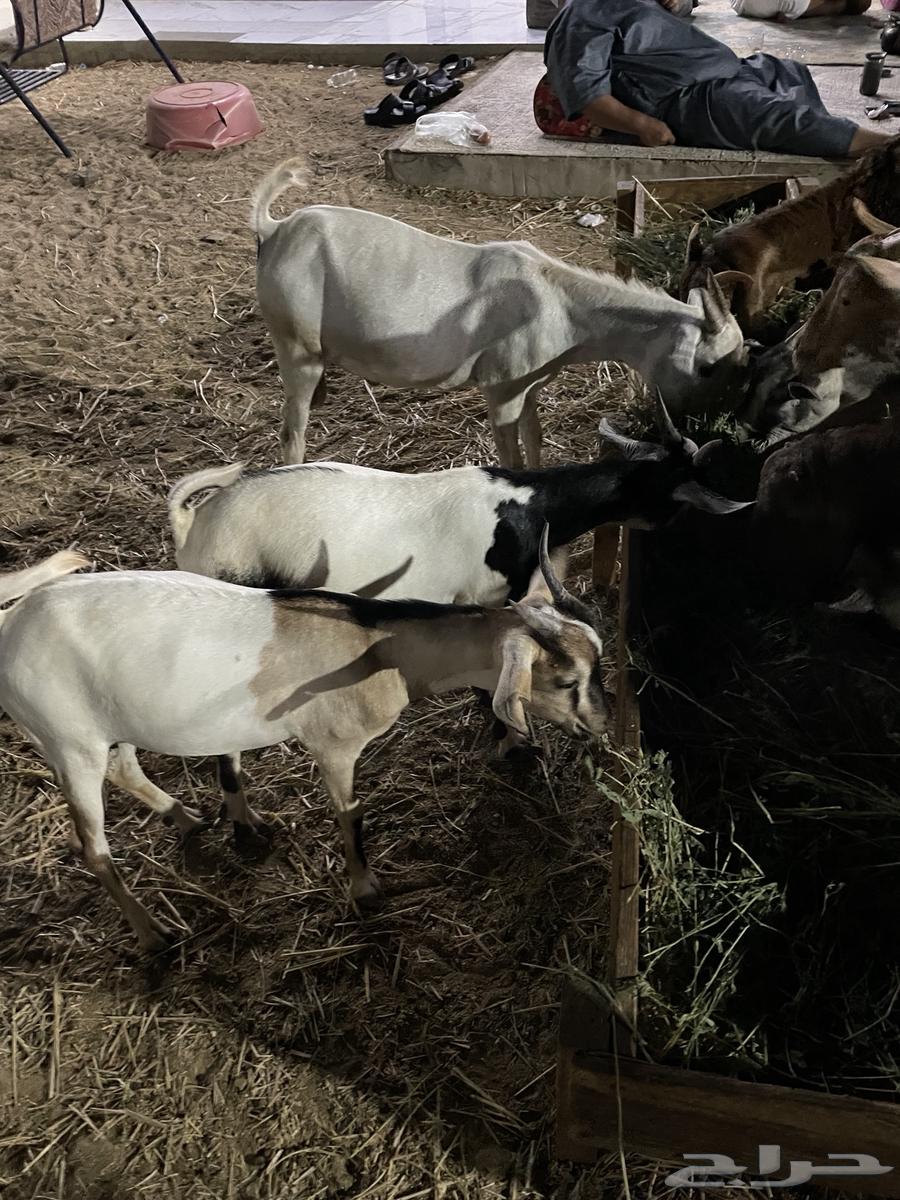 تيوس شبيه البيشي سمان64560642408449110