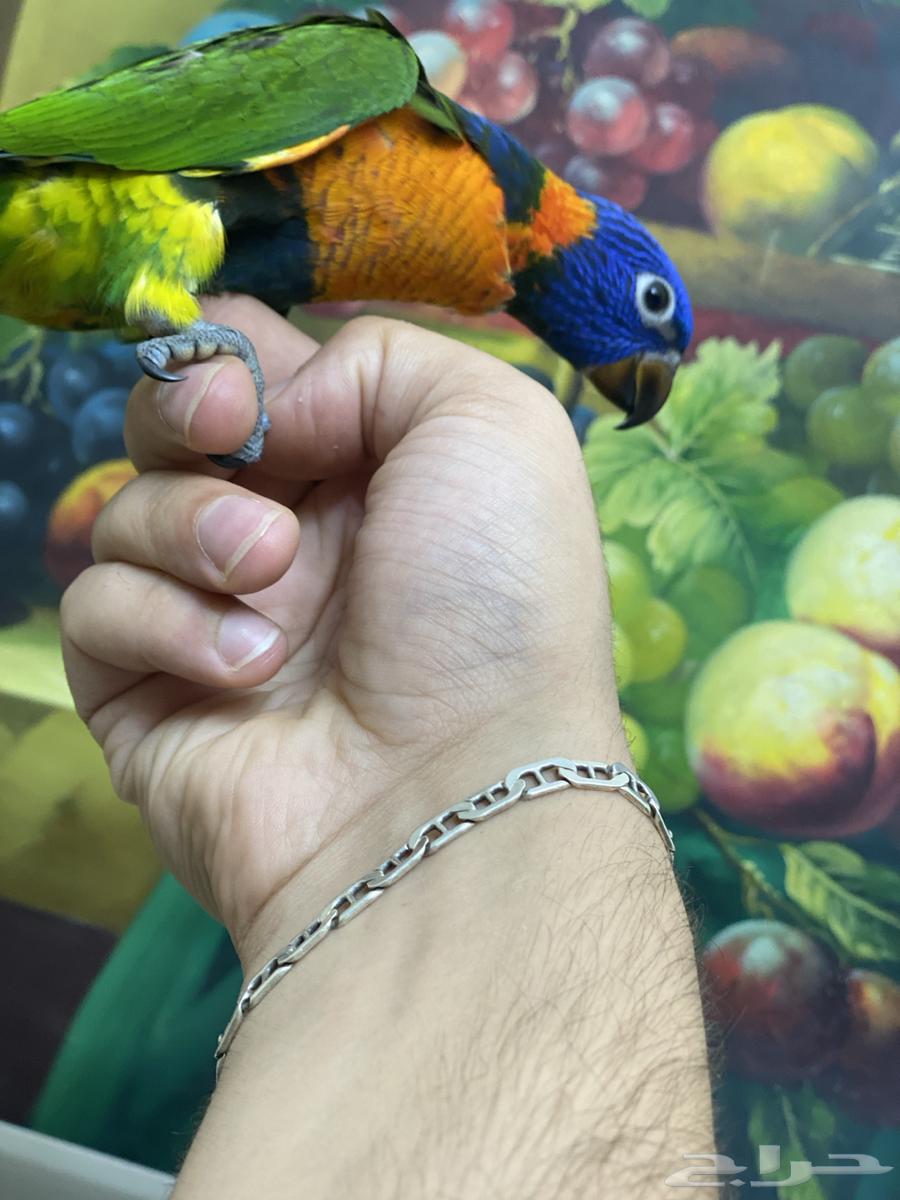 تم البيع فرخ لوري64554160734209111