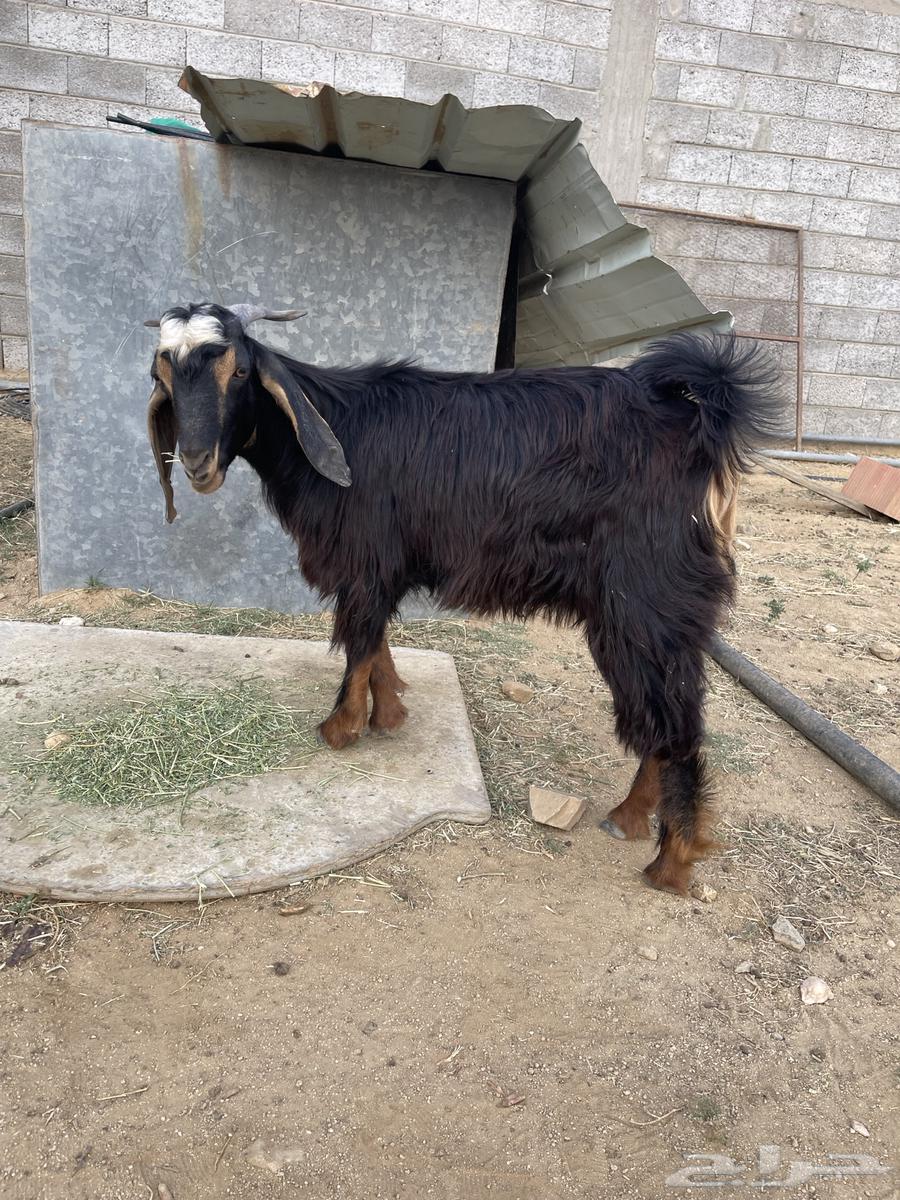 تيس عمره حوالي ثمانية شهور64554076557315110