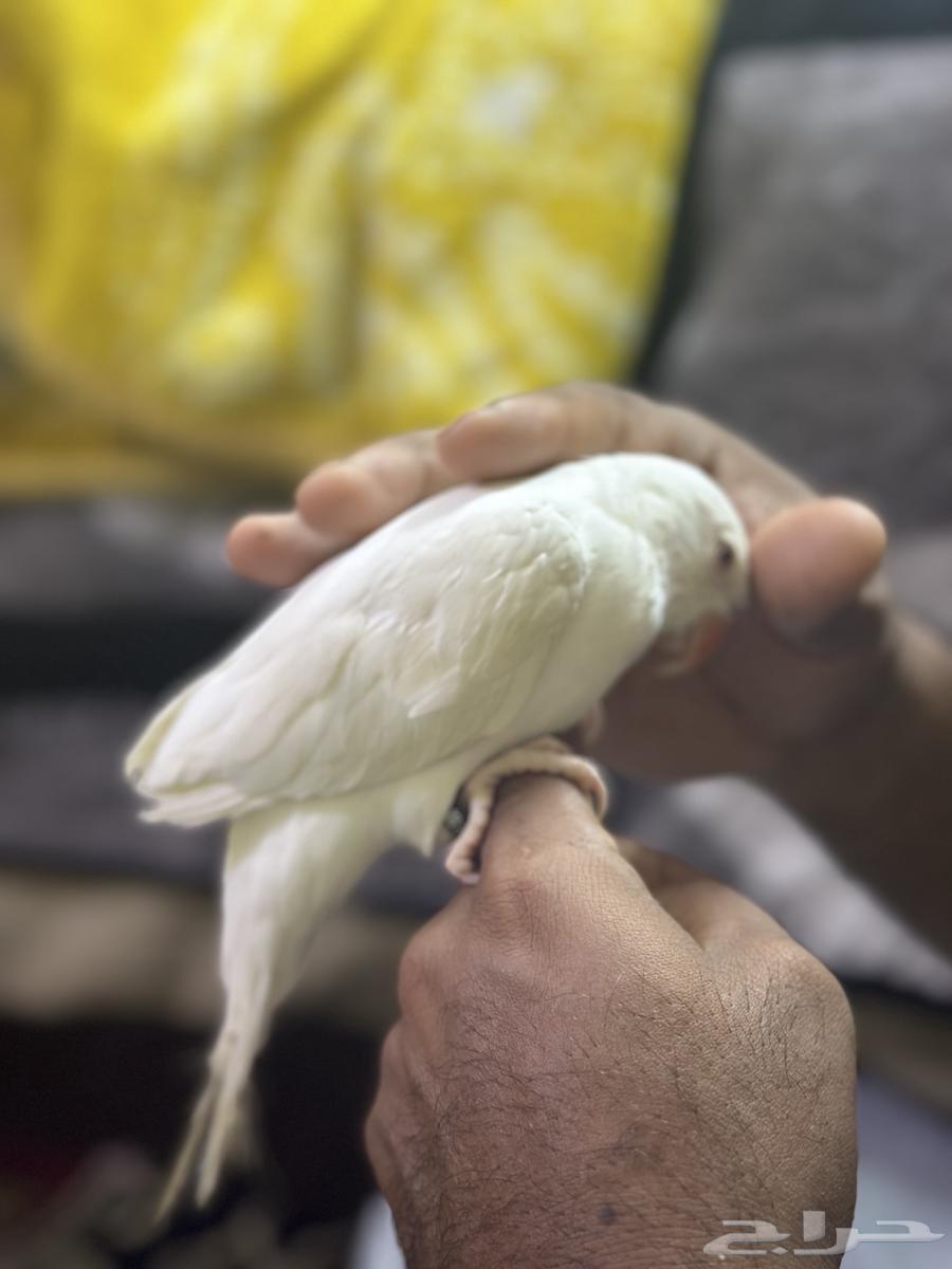 ببغاء درة هولندي البينو64558530961283110