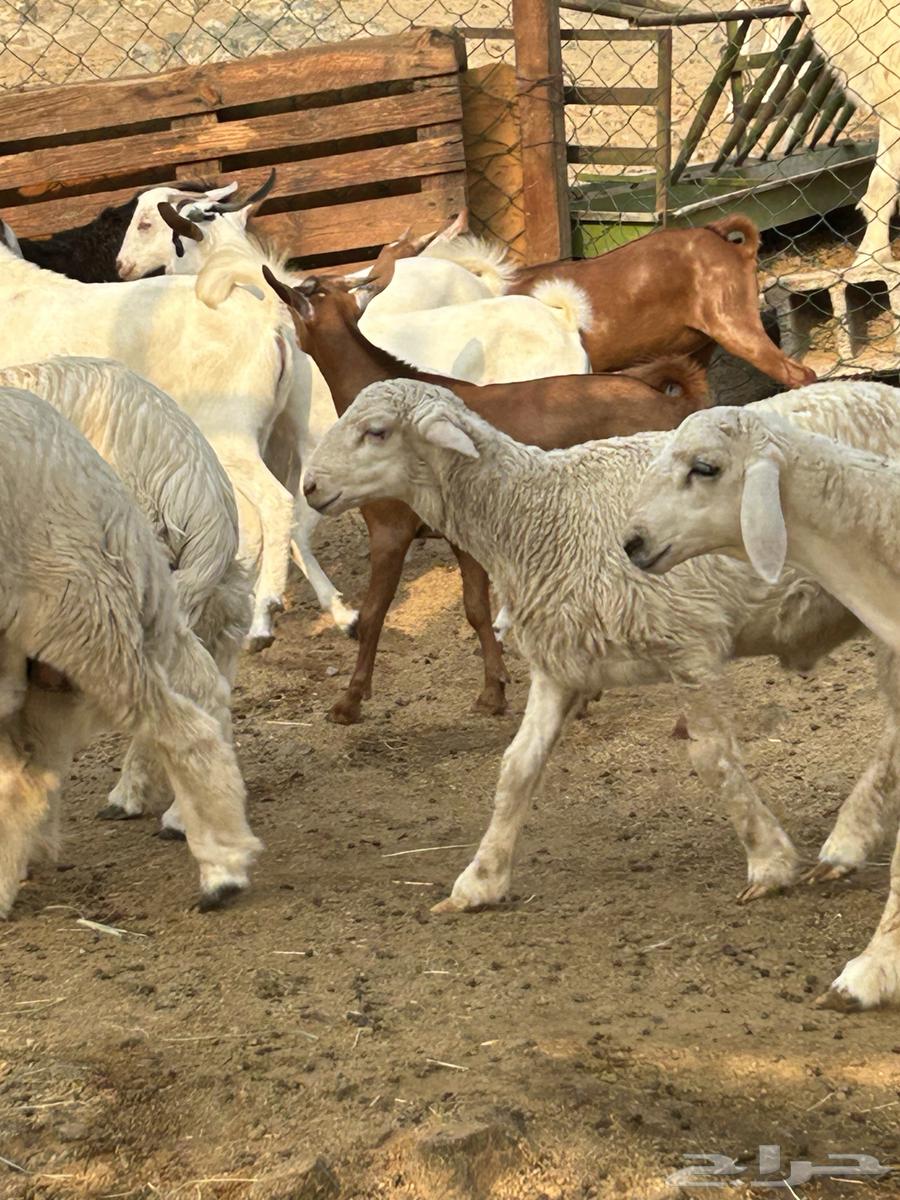 طليان ورخال حرية وتيوس وجفار محايلية64557920665091113