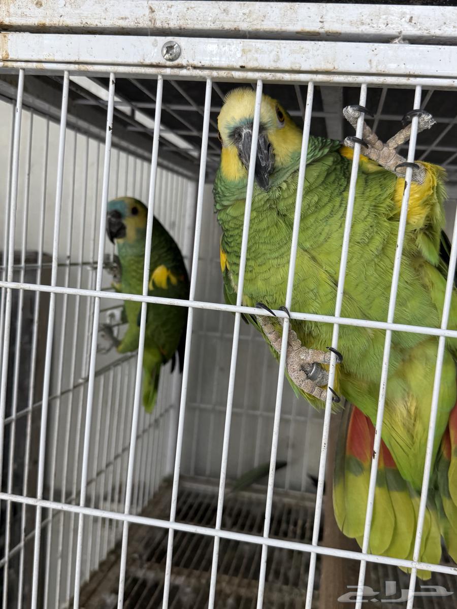 أمازون بلو فرونتد جاهز للإنتاج64555291610370110