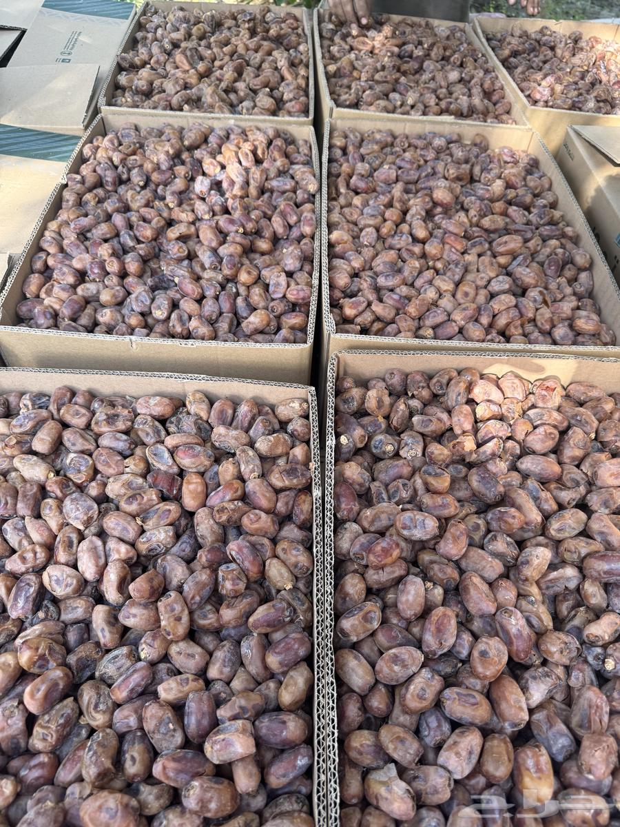 Tamar Khalas64555885370113110