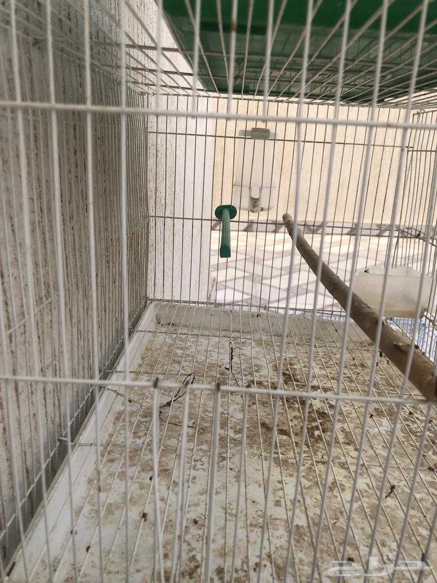 3 Cages64556945195138112