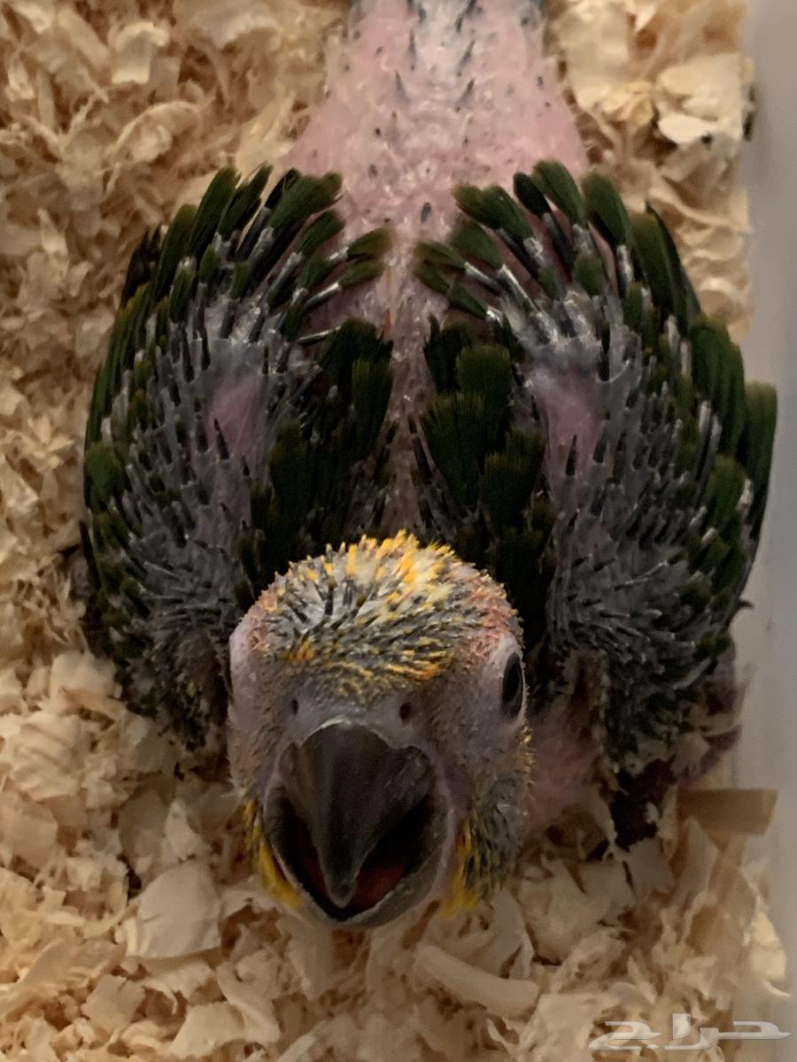 فرخ صن كنيور64554956299266111