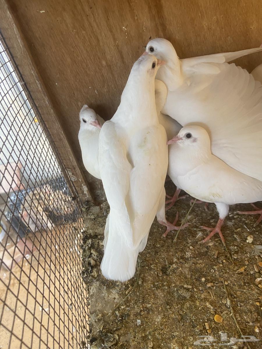 Pigeon or Dove64555138193027112