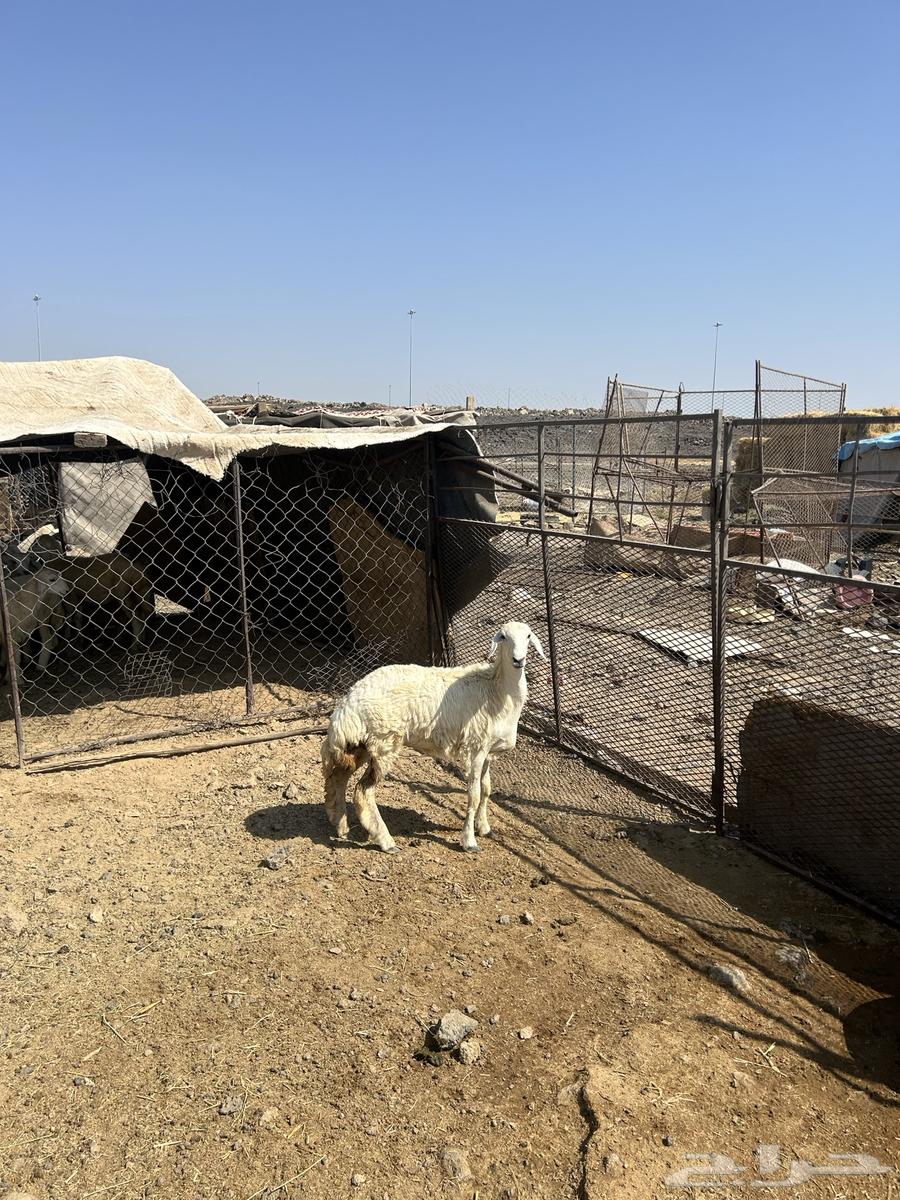 رخل حريه الحد ( 1170 ) تم البيع64554482885122110