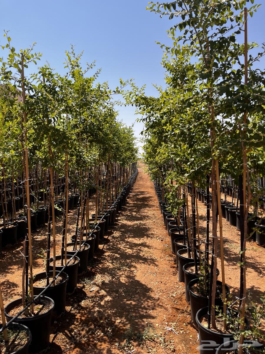 Local Sidr Trees, African Acacia, Other Trees64561740637058112