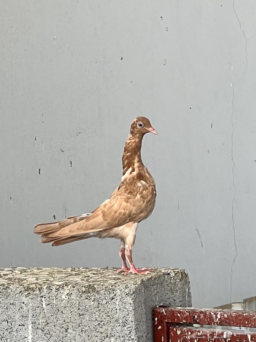 Vibration Shaker Hook64562094851459112