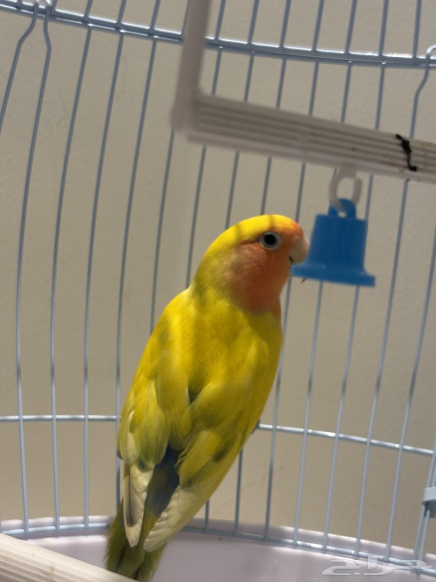 Bird of the Day64557280949506112