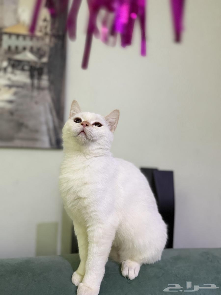 قط سكوتش ستريت أبيض ذكر العمر 7 شهور نشيط ويحب اللعب64561305707265112