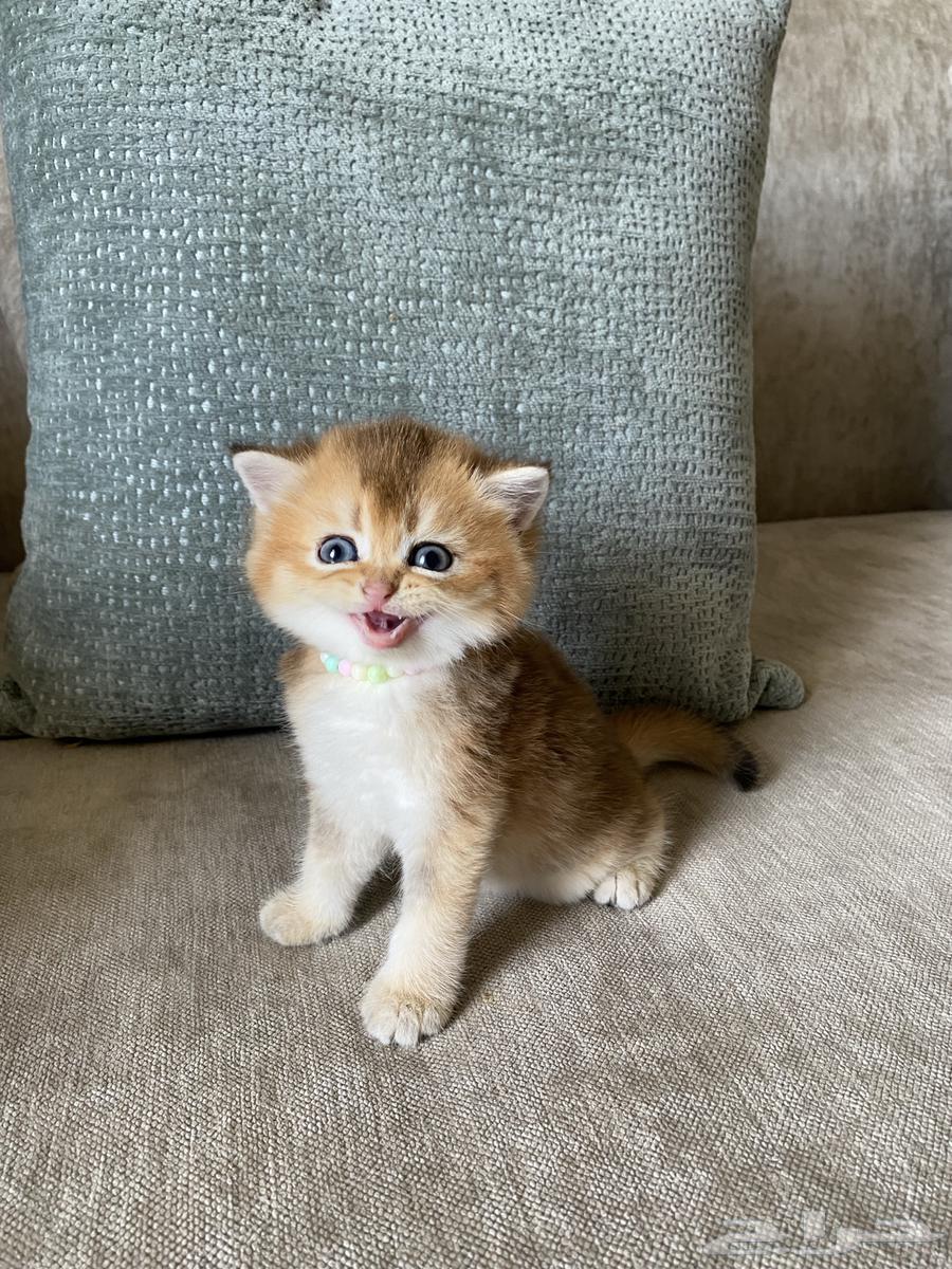 قطط للبيع سكوتش64557810225283110