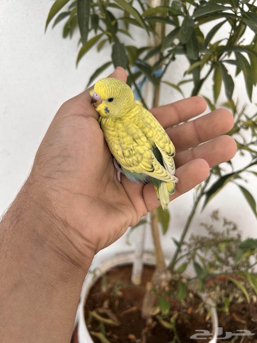 Dutch Baji Chicks for Sale, Internal and External Sound64553708600833114