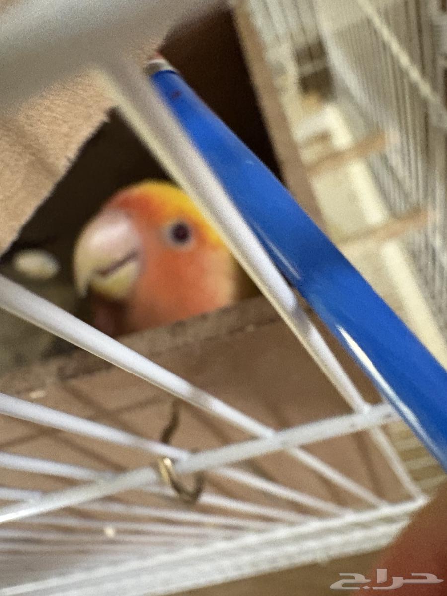 بسم الله ماشاءالله زوج روز منتج انت عندي قبل اربع مرات64556356961666110