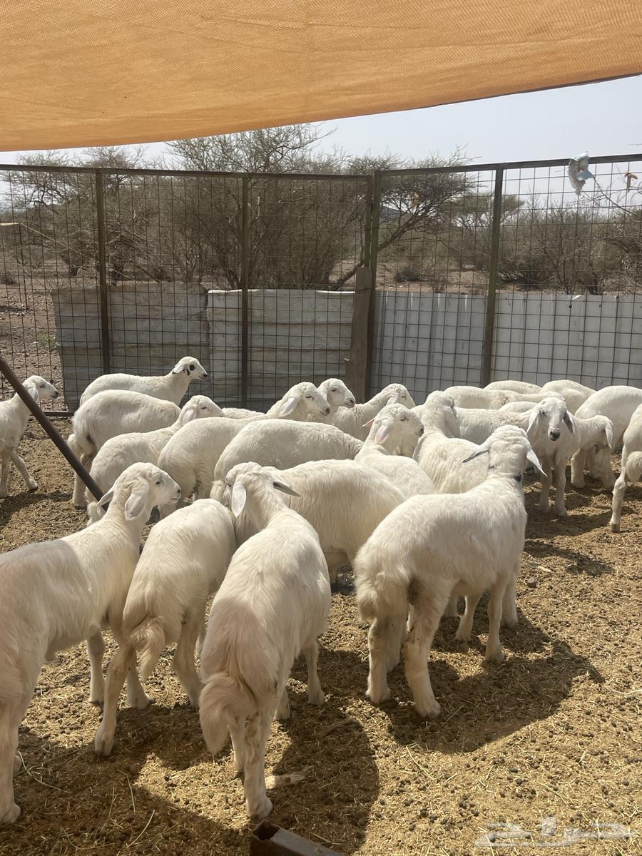 Talian (Sold)64556539606145114