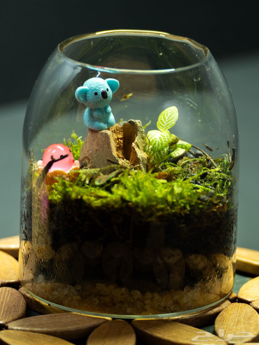 حوض تيراريوم طبيعي - زين مكتبك بلمسة طبيعية قصة داخل زجاجة64556154948738111