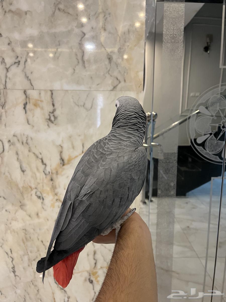 Talking and singing cage bird64558752793602113