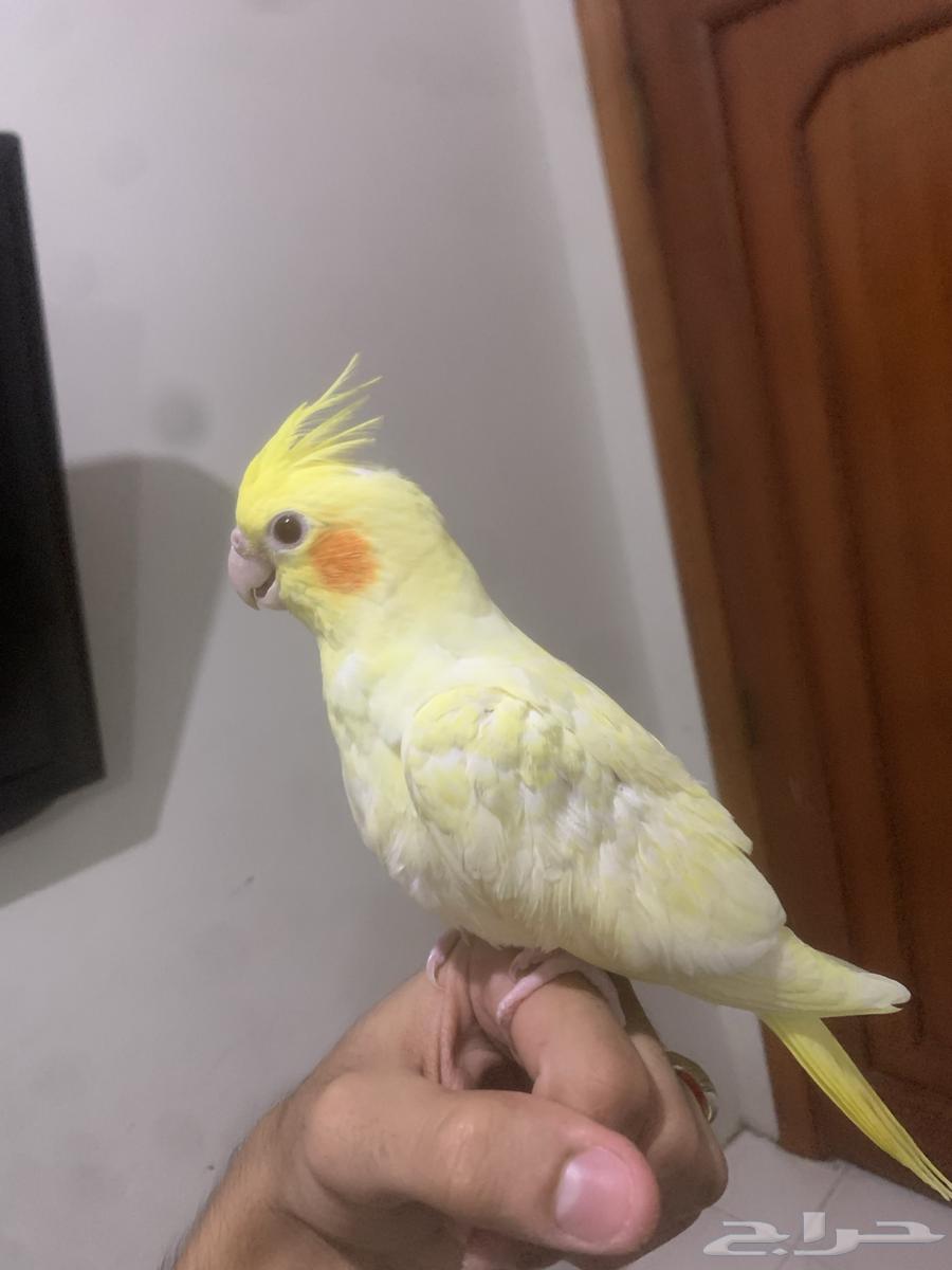 طير كروان لاتينو تم البيع64555222075522110