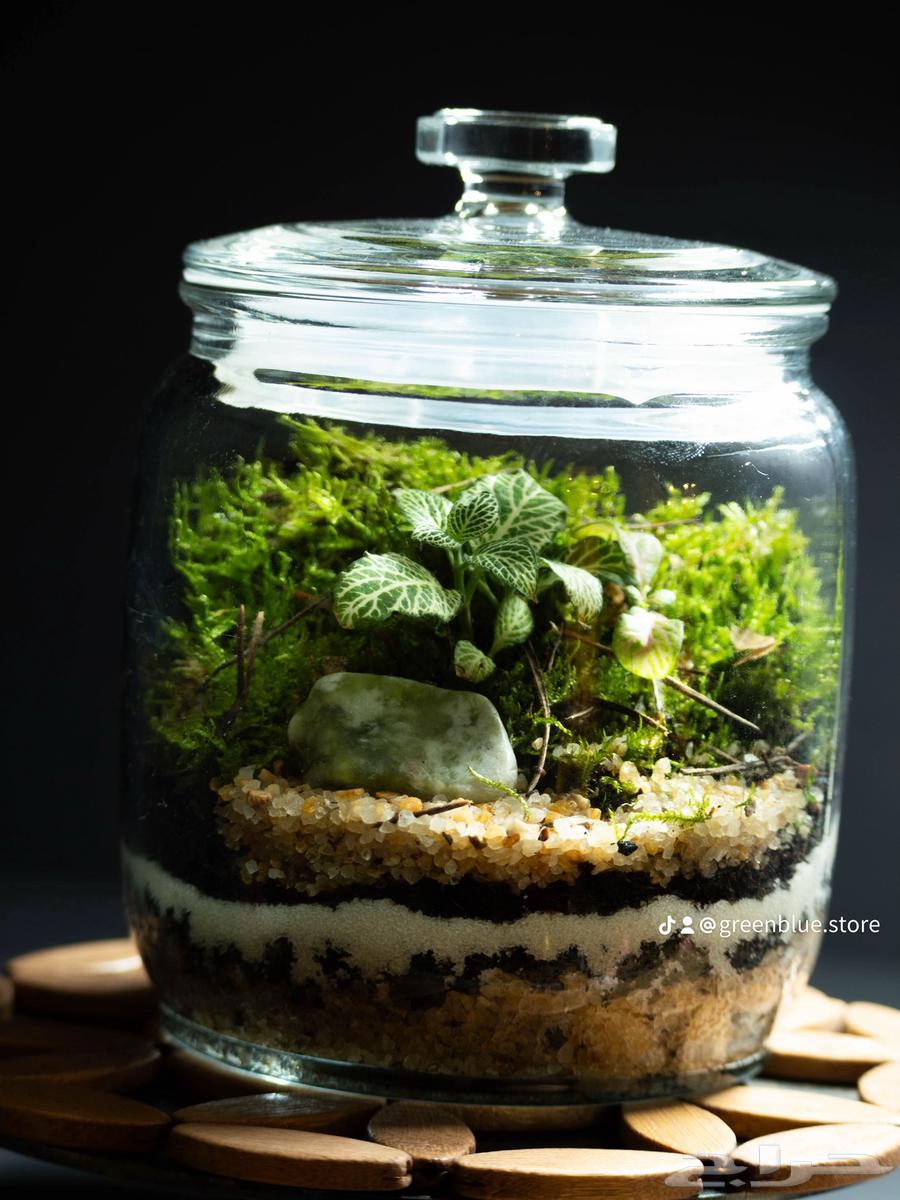 حوض تيراريوم طبيعي - عالم كامل داخل زجاجة64555082080385110