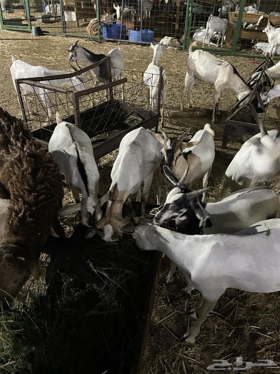 تيوس شبيه البيشي سمان64560642408449114