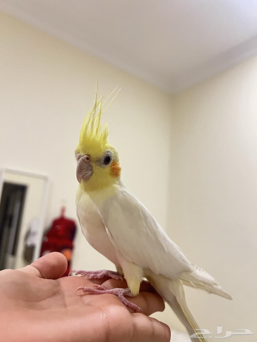 طيور كوكتيل كروان64555376167297113