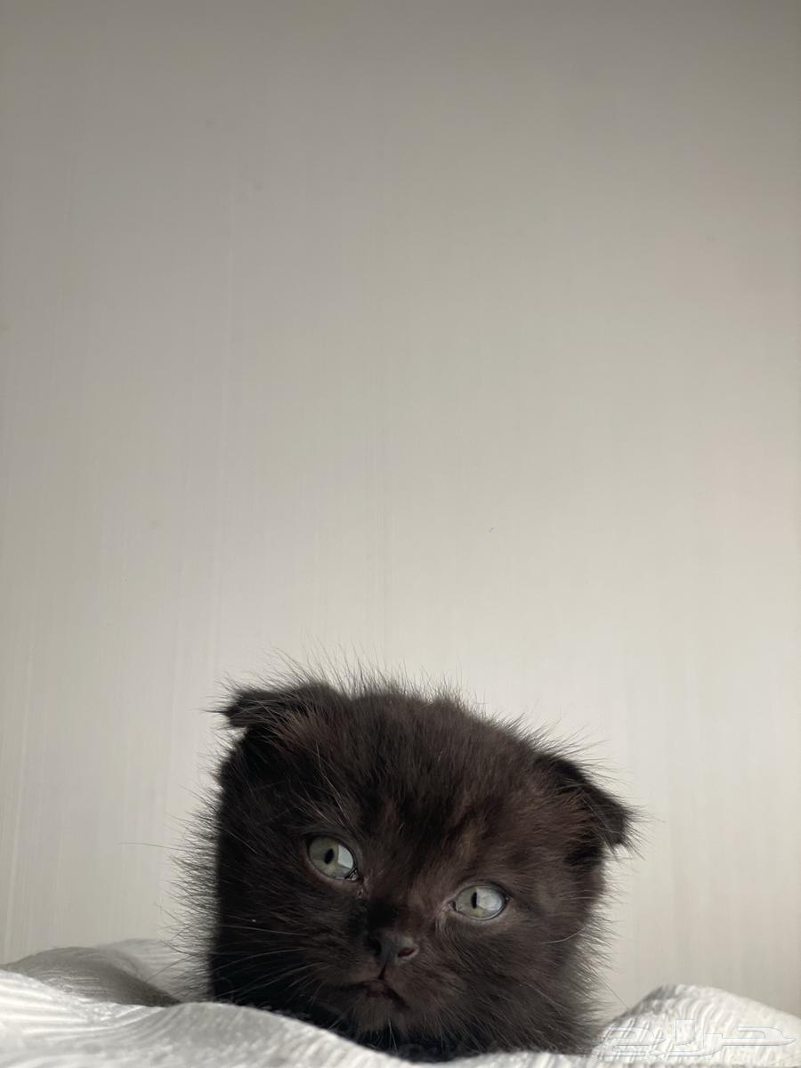 Scotch for sale64552177634946110