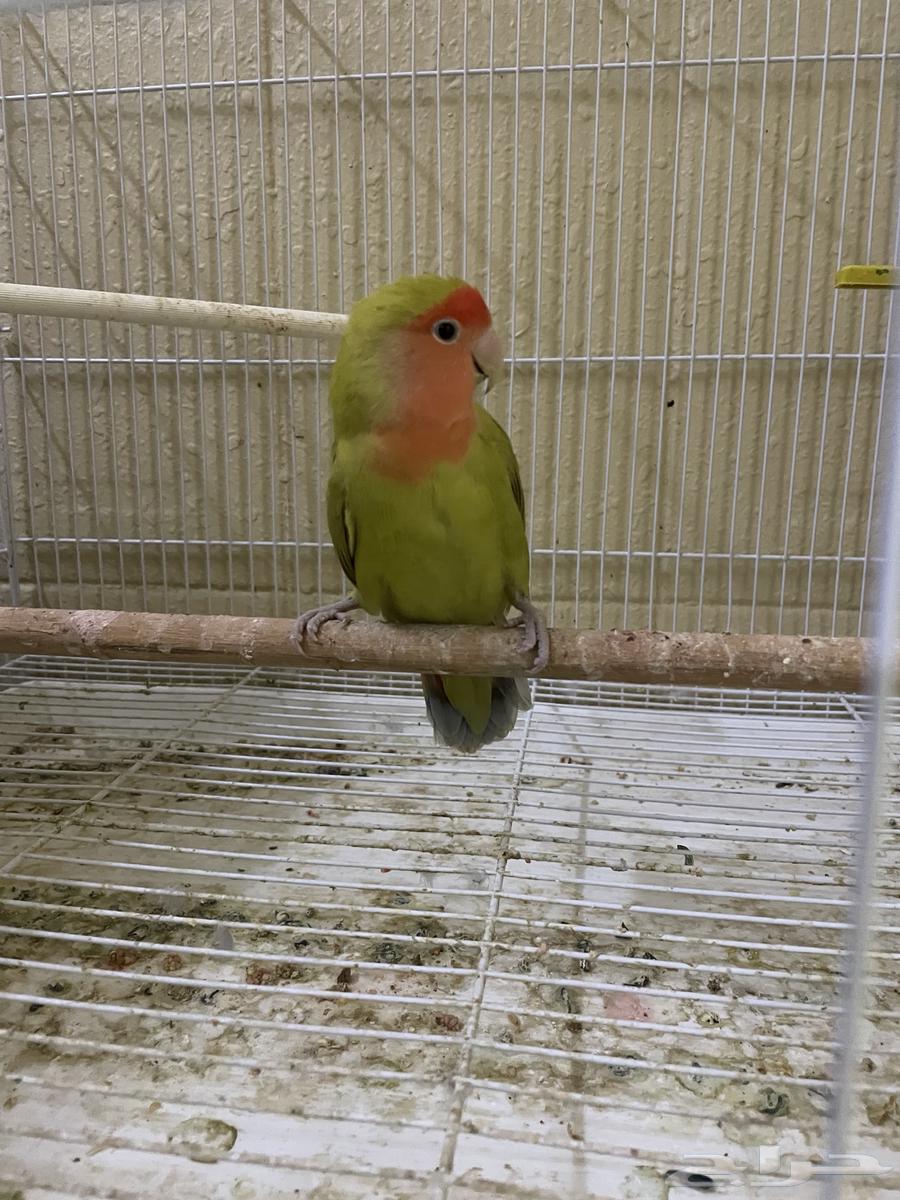 للبيع انثى روز64559351763459110