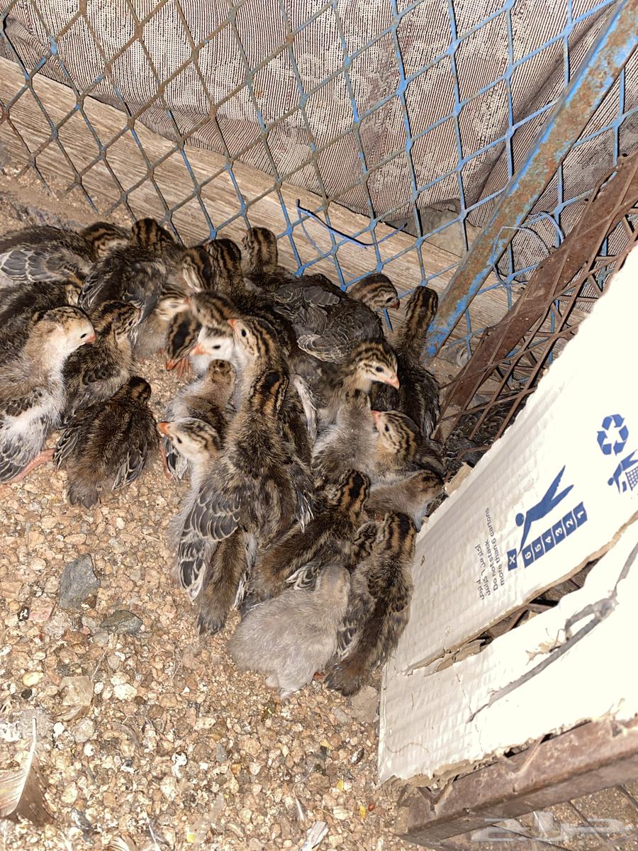 فروخ دجاج حبشي او الدجاج الفروعوني64539457522434111