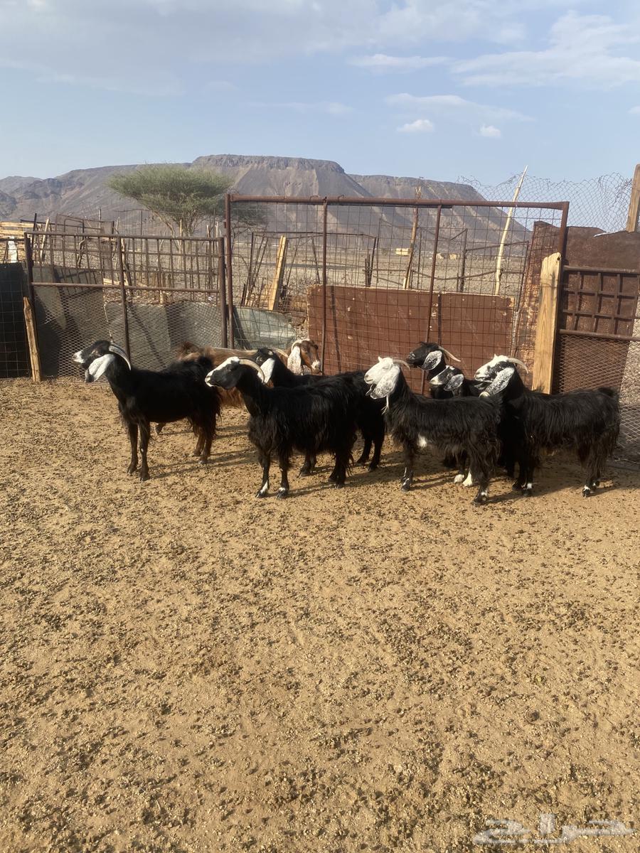 معزا للبيع64558572723714112