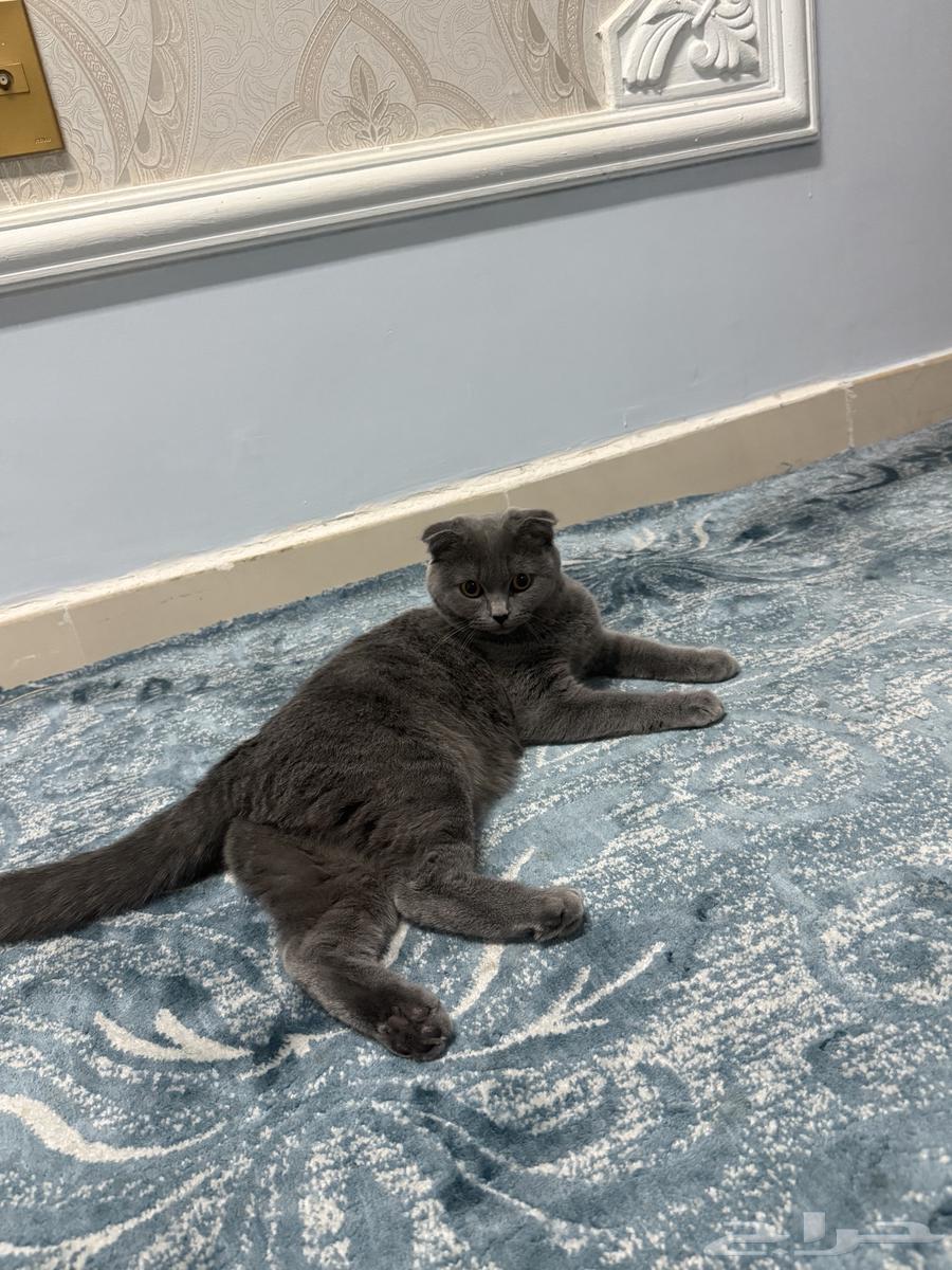 قطة سكوتش فولد للبيع64556860905090112