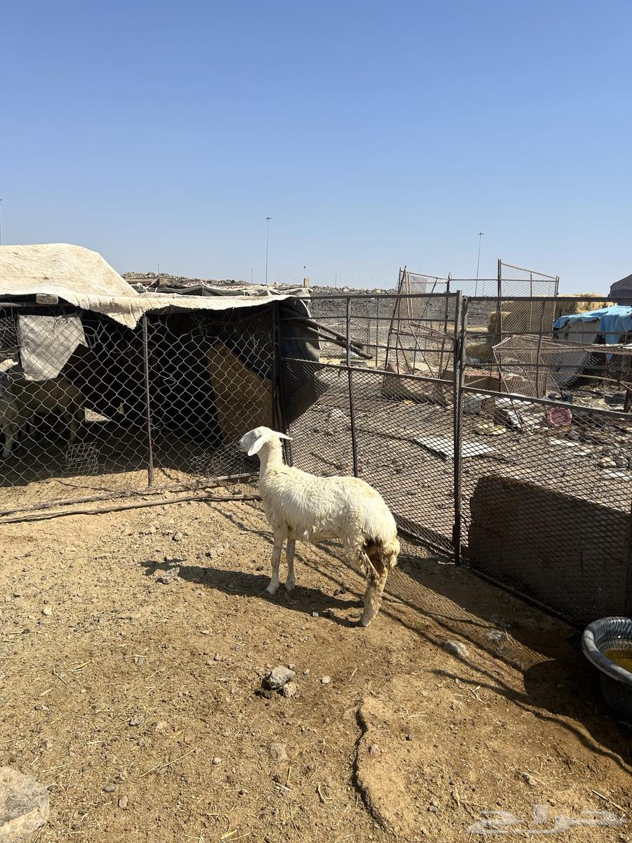 رخل حريه الحد ( 1170 ) تم البيع64554482885122113