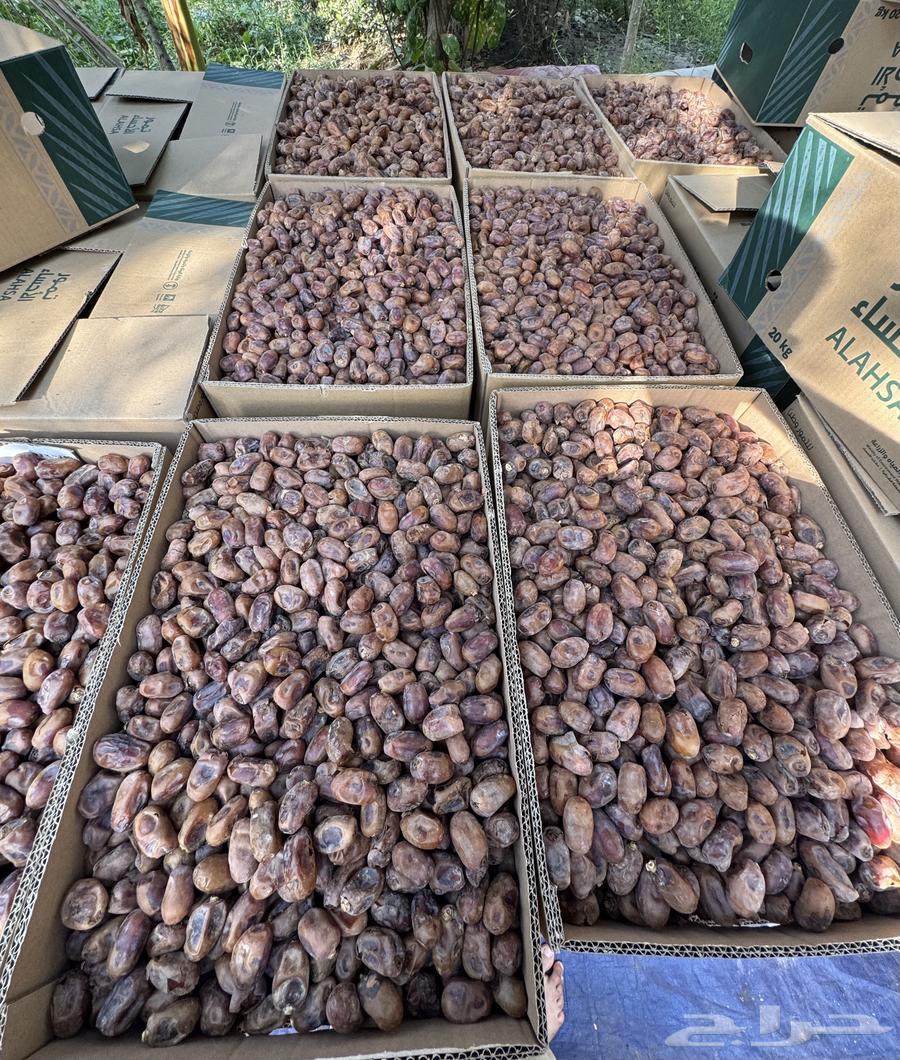 Tamar Khalas64555885370113111