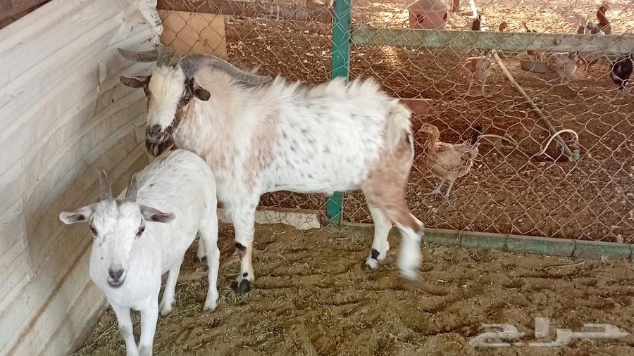 Goats - Rams and a goat of dwarf breeds for sale at an attractive price64555574437889112