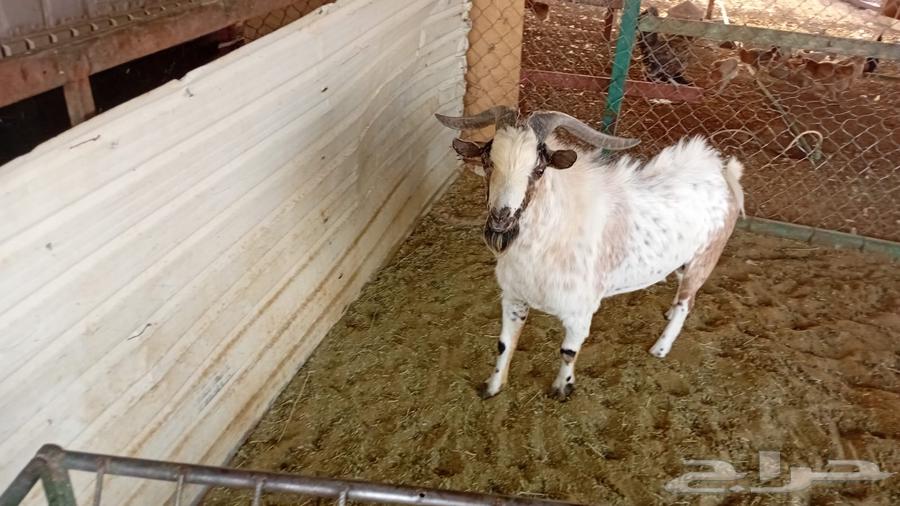 Goats - Rams and a goat of dwarf breeds for sale at an attractive price64555574437889111