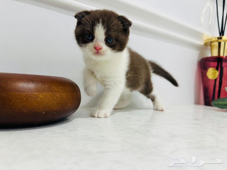 كيتن سكوتش للبيع64541321361283111