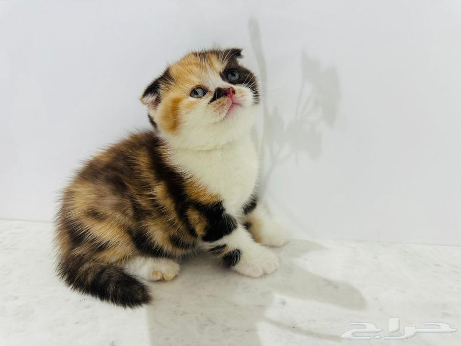 انثى سكوتش للبيع الخبر64559561876098110