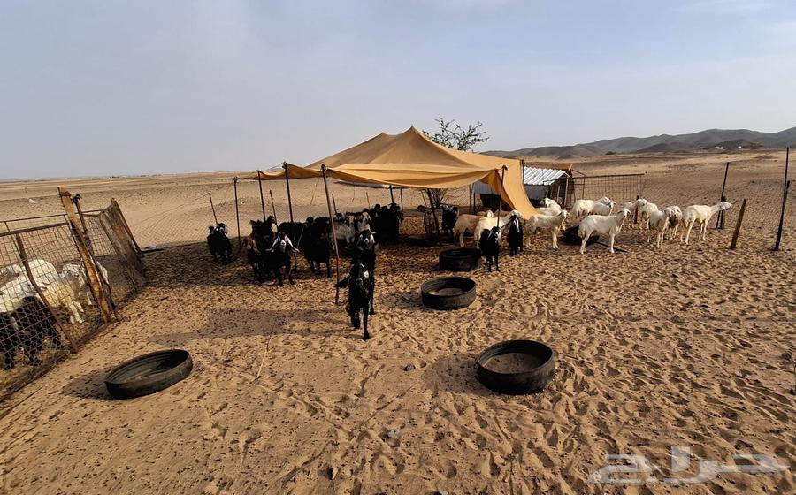 غنم 40 رأس للبيع للتربيه بدون عيالها64553454046723110