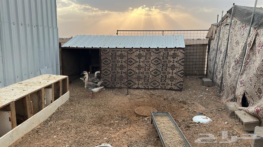 للبيع وز عراقي64559337541122113