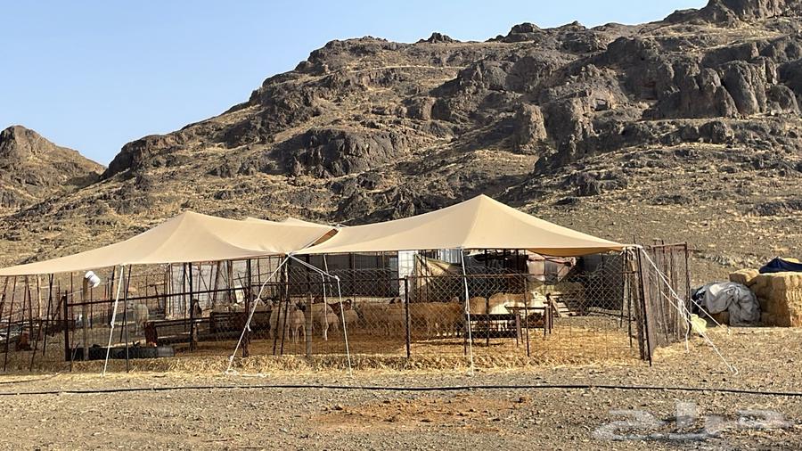 مظله للبيع عدد 264561754785411111