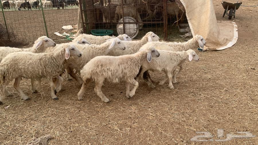 رخال حريه للبيع64560740057857110