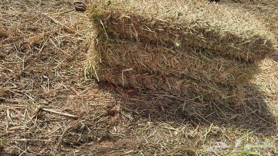 New red Gezaniah particle64557586877570113