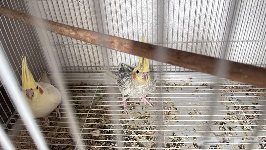 زوجين كروان و زوج روز64559210367874113